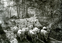 Herding Sheep in Hooterville