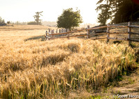 Barley Field Hunter Bay Farm