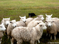 Hill_Farm_Sheep_2