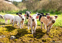 Piglets at Horsedrawn Farm