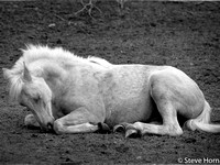 Yearling at Rest