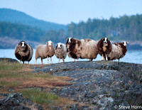 Wild Sheep at Dusk