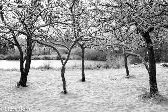 Apple Trees in Snoiw