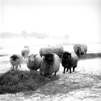 Sheep in a Snowstorm  - Lopez